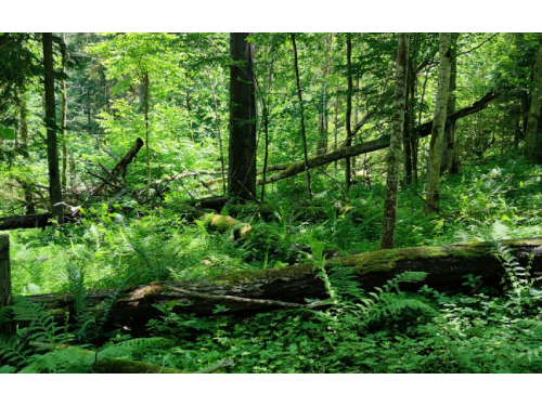 Pratęstas kvietimas išpirkti vertingus gamtai miško sklypus